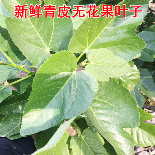 新鲜无花果叶子药用zhi疮熏洗现摘现发树叶500g保鲜产后坐浴特产 - 图1