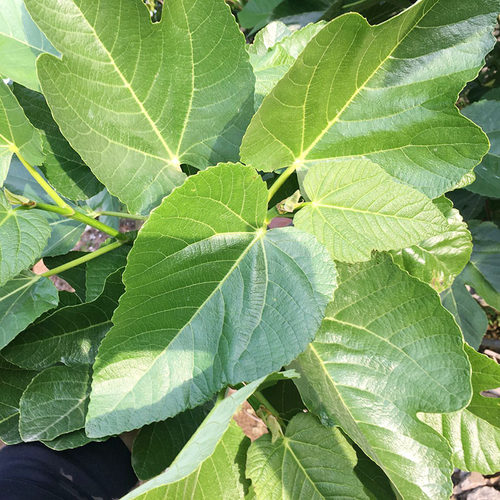 新鲜无花果叶子药用zhi疮熏洗现摘现发树叶500g保鲜产后坐浴特产 - 图3