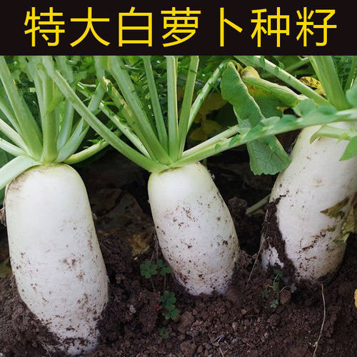 按斤卖九斤王白萝卜种蔬菜不空心春不老种特大四季春夏秋季播播种 - 图3