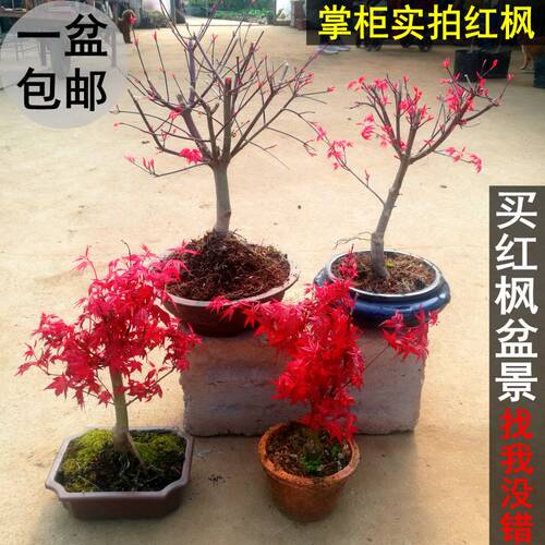 日本红枫盆景老桩 原生红舞姬造型桩 阳台庭院树苗办公桌盆栽植物 - 图1