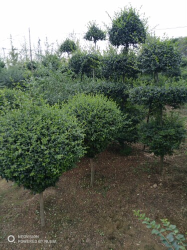 小叶女贞苗球形园林庭院绿化花坛苗木花卉绿植绿篱造型树四季常青 - 图2