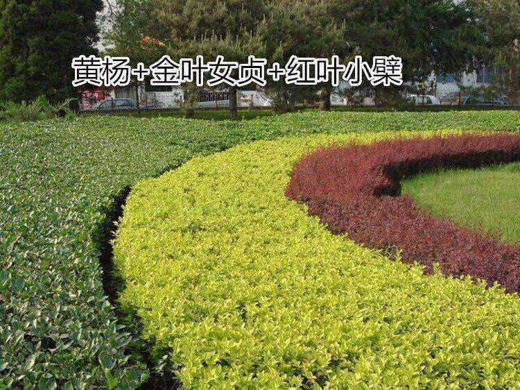 金叶女贞绿化苗树苗庭院小区园林绿化花坛景观庭院植物耐寒常绿 锦绣花卉苗木基地 淘优券