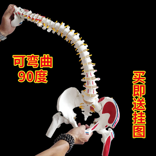 白色彩色人体脊椎模型带骨盆半腿骨尾骨脊柱骨骼骨架医用颈椎腰椎 - 图0