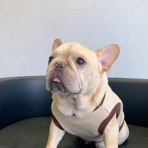 秋冬季宠物狗狗法斗马甲背心泰迪柯基巴哥猫咪加绒保暖英短衣服潮 - 图1