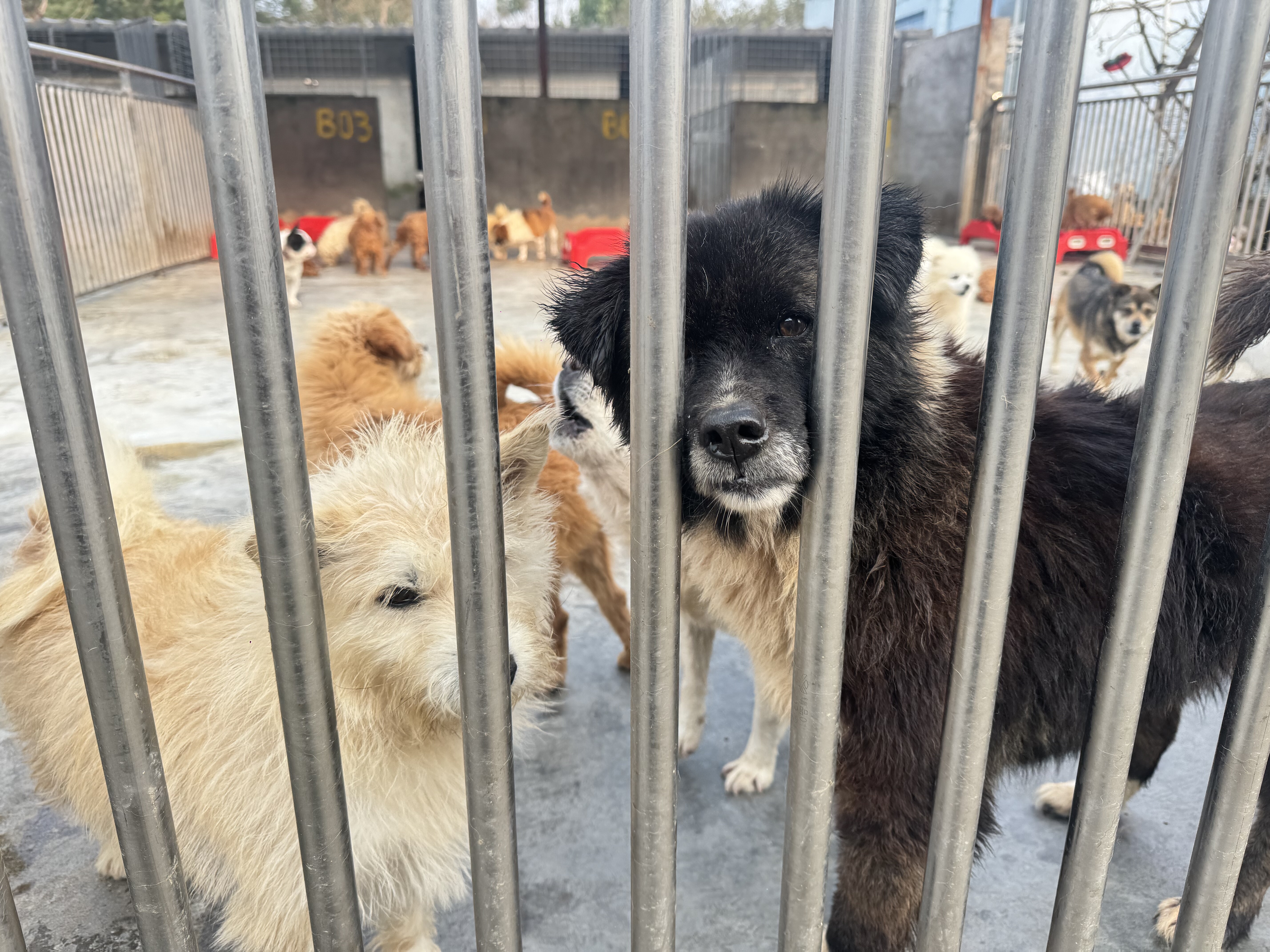 启明动物保护中心2026年1月感恩卡片,淘宝优惠券,粉丝福利购,淘宝优惠卷