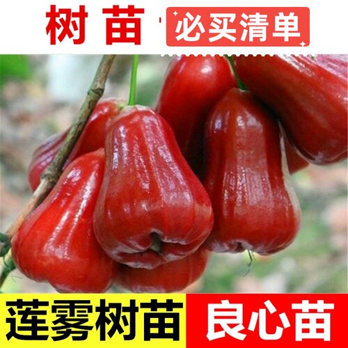 嫁接莲雾果树苗大果高产黑金刚莲雾苗南方北方庭院种植大叶红莲雾 - 图2