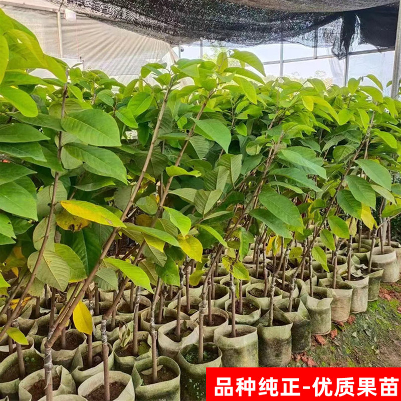 释迦果苗嫁接台湾凤梨释迦庭院南方种植释迦番荔枝释迦摩尼果苗 - 图3