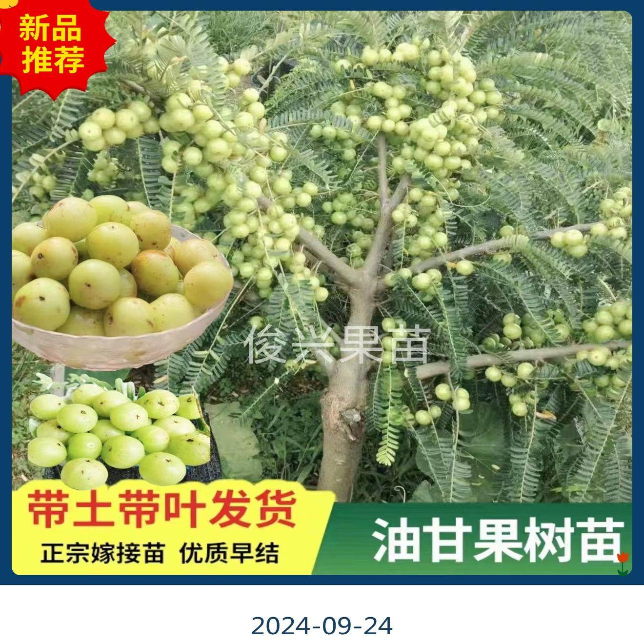 广东正宗嫁接高产甜种油甘果苗四季结果南方盆栽果苗柿饼甜余甘苗,淘宝优惠券,粉丝福利购,淘宝优惠卷