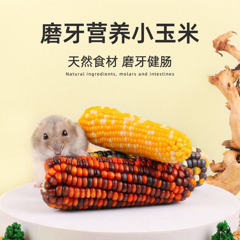 奶油熊舍迷你磨牙玉米棒仓鼠金丝熊龙猫花枝鼠零食营养粮食造景,淘宝优惠券,粉丝福利购,淘宝优惠卷