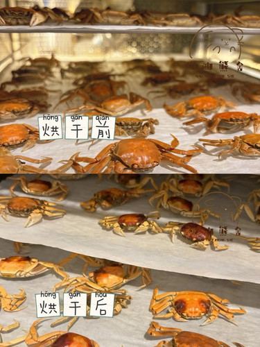 奶油熊舍手作烘干小闸蟹迷你螃蟹补钙长肉肉金丝熊花枝鼠零食仓鼠 - 图3