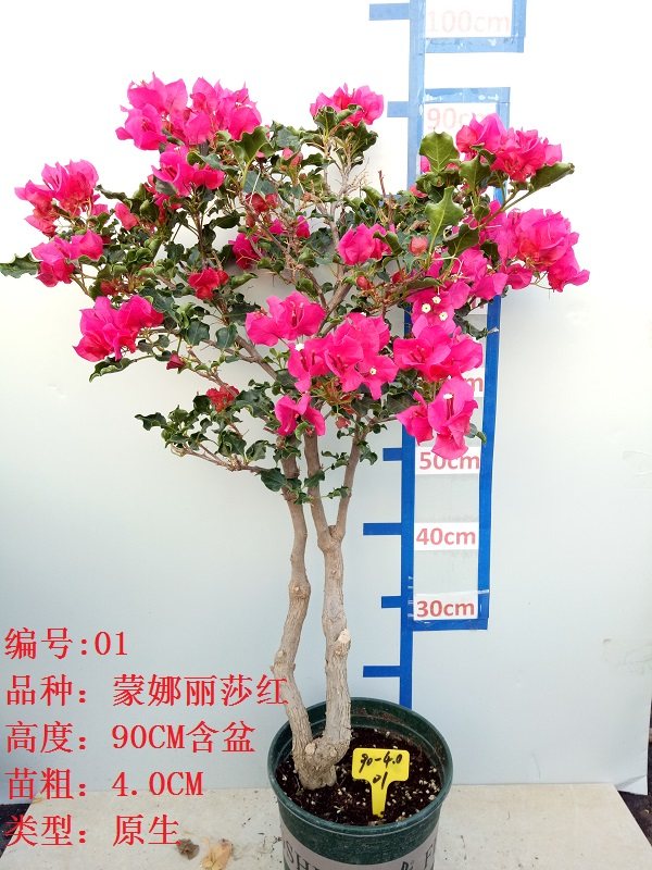 三角梅大苗老桩藤植物盆栽带花盆鲜花客厅庭院四季开花新款包邮,淘宝优惠券,粉丝福利购,淘宝优惠卷