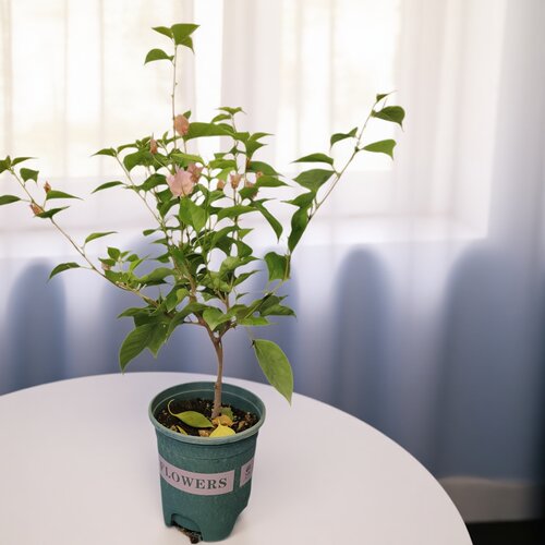 勤花波伊斯玫瑰三角梅爬藤植物盆栽带花盆客厅庭院四季开花包邮 - 图0