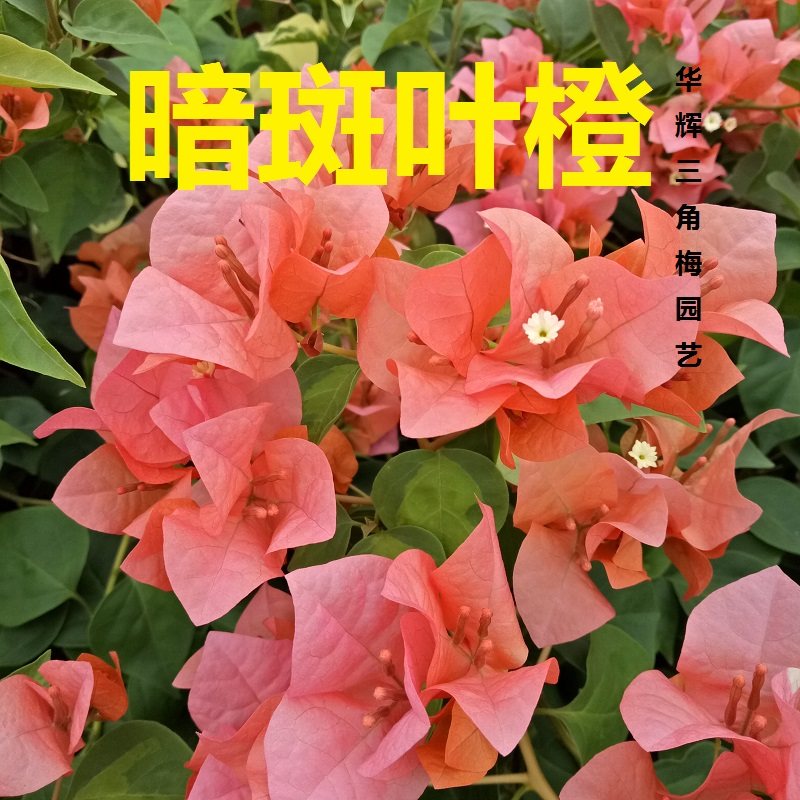 勤花暗斑夕阳红三角梅盆栽梅花盆景爬藤植物冬季四季开花新款包邮,淘宝优惠券,粉丝福利购,淘宝优惠卷