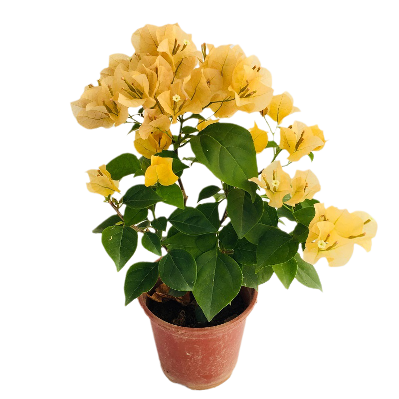 勤花加州黄金三角梅爬藤植物盆栽带花盆客厅庭院四季开花新款包邮,淘宝优惠券,粉丝福利购,淘宝优惠卷