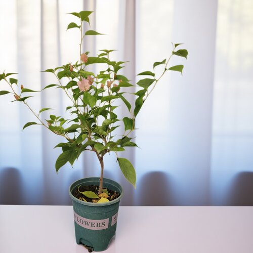 勤花波伊斯玫瑰三角梅爬藤植物盆栽带花盆客厅庭院四季开花包邮 - 图1