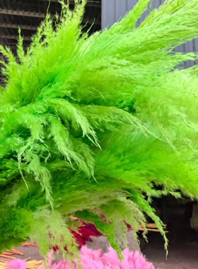 彩色永生大芦苇蒲苇烟花装置橱窗落地装饰婚庆布置拍摄道具diy