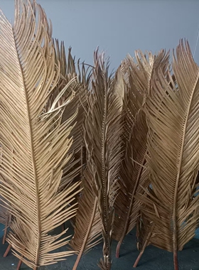 铁树叶60-100cm枯黄金色