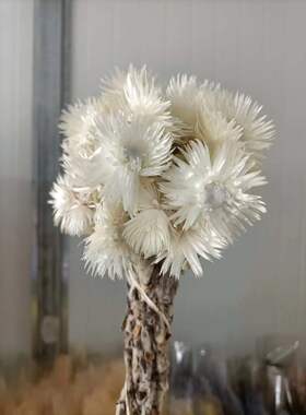 白色旱雪莲干花婚礼手捧花插花花艺客厅家居摆设酒吧咖啡软装拍照