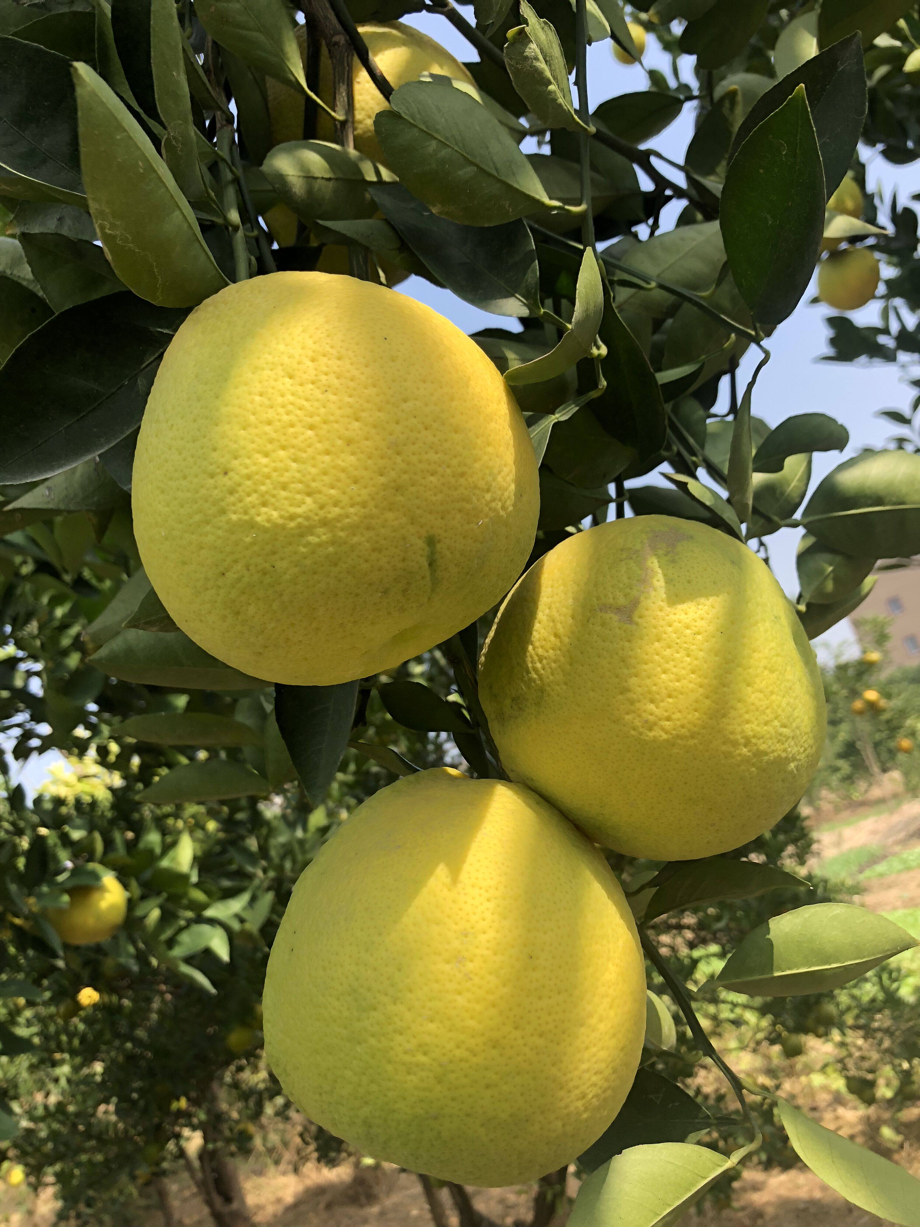 20中国大陆斤正宗常山胡柚新鲜水果柚子包邮非红心柚送剥柚可西柚