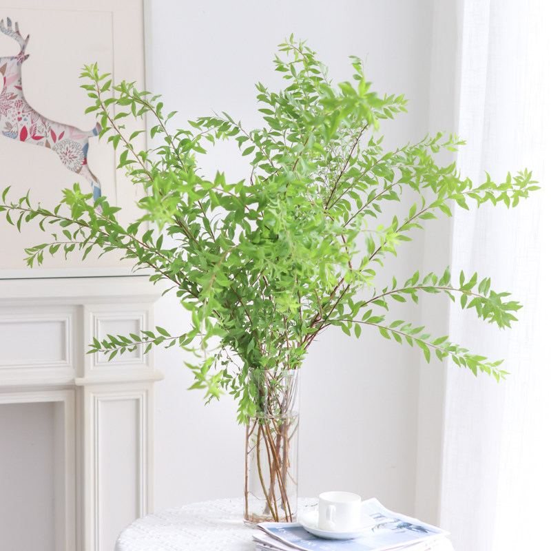 鱼尾叶鲜花云南基地直发栀子叶配草配花水养鲜切花家用瓶插花绿植,淘宝优惠券,粉丝福利购,淘宝优惠卷