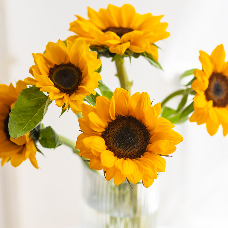 向日葵鲜花太阳花婚庆装饰水养鲜切花材朋友老师真花祝福父亲节礼 追逸garden 淘优券