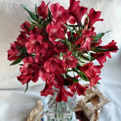 水仙百合鲜花云南基地直发六出花鲜切花真花家用客厅插花粉色花束 - 图1