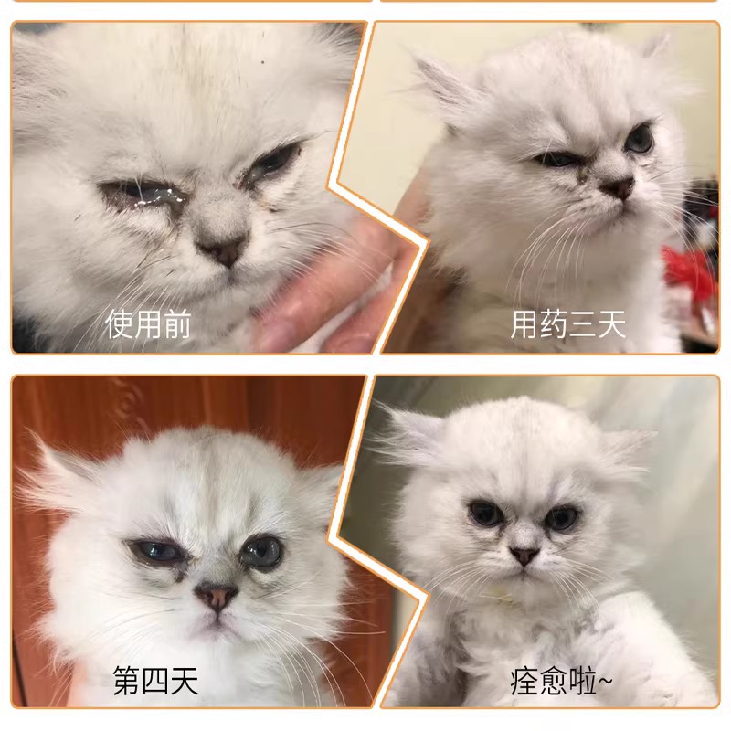 猫咪猫鼻支滴眼液疱疹杯状病毒眼药水狗眼睛发炎祛红肿泪痕结膜炎 - 图0