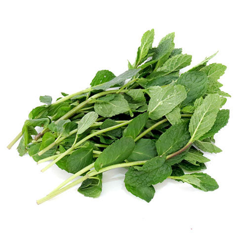 【老一生鲜】新鲜薄荷叶留兰香薄荷香料250g食用莫吉托 - 图2
