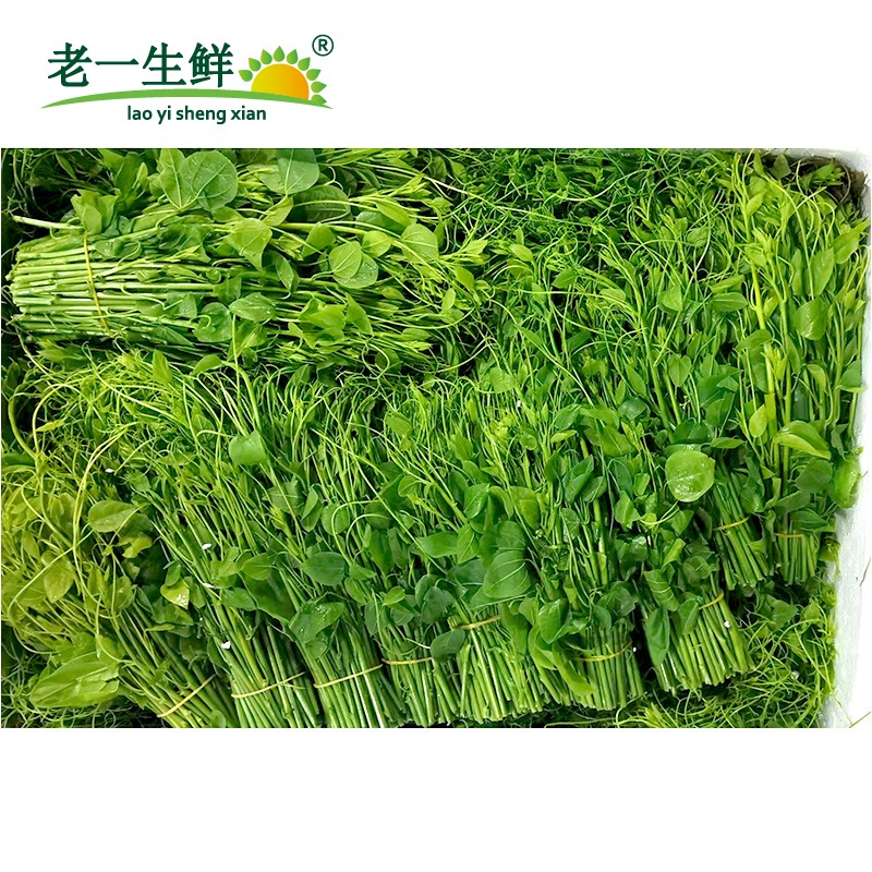 【老一生鲜】新鲜辣木苗250g 姑娘菜野菜赤苍藤酒店特色食材 - 图0