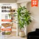 Simulated plants and green plants floor-standing ornaments Brazilian wood indoor