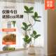 Xiaohongshu’s popular black diamond rubber tree plant ornament