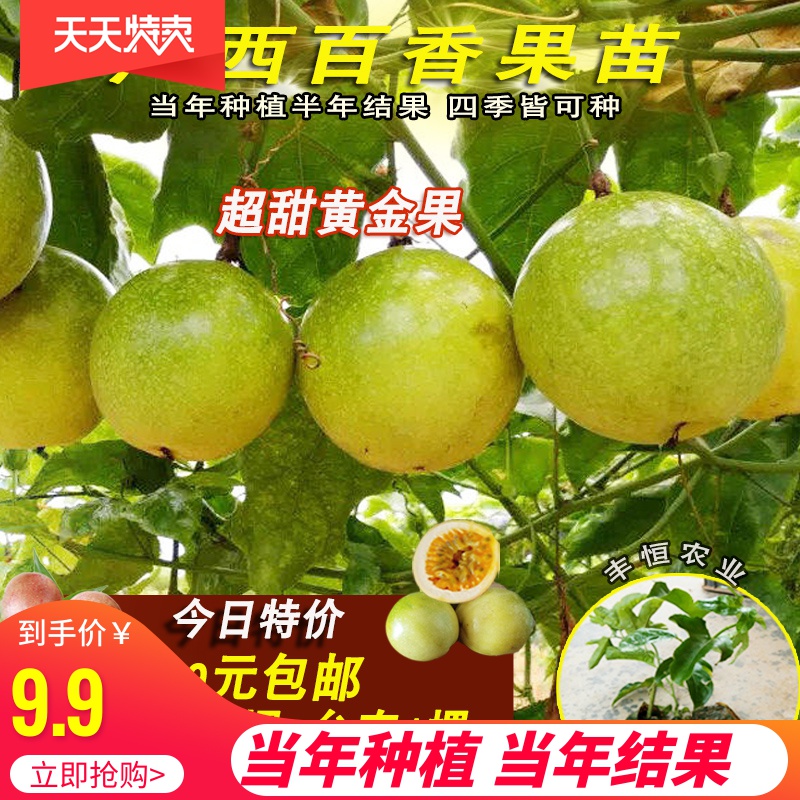 百香果苗当年结果四季爬藤南方果树图片_1
