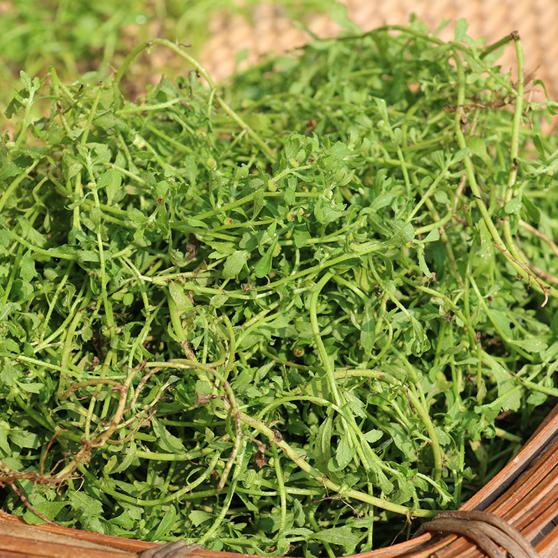 野生新鲜晒干鹅不食草500g正品无硫中药材饿仔不食草可磨粉末天然 - 图2