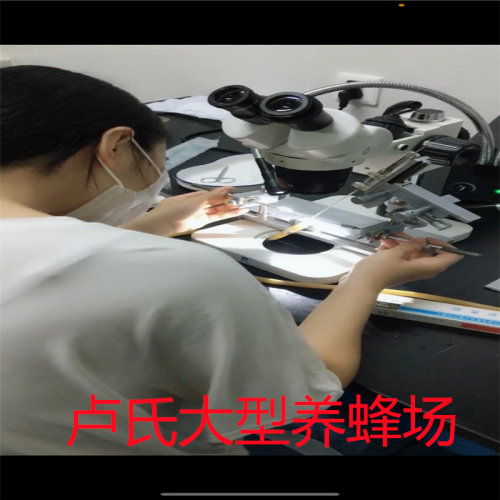 蜂王种王蜜蜂活体优质新王中蜂阿坝原种仓王双色王人工授精王包邮 - 图0