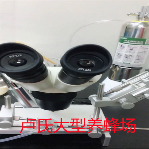 蜂王种王蜜蜂活体优质新王中蜂阿坝原种仓王双色王人工授精王包邮 - 图1