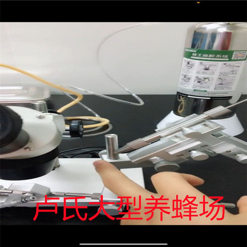 蜂王种王蜜蜂活体优质新王中蜂阿坝原种仓王双色王人工授精王包邮 - 图3