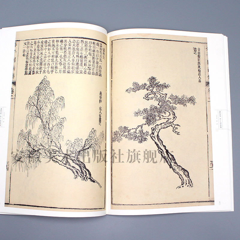 康熙原版芥子园画传山水卷 树谱 芥子园画谱自学美术国画绘画范本临摹本树法叶法夹叶及著色钩藤法临摹技法芥子园康熙版画集书 - 图3