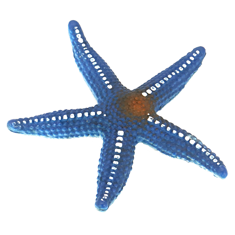 仿真海底五角海星模型玩具鱼缸装饰摆件海洋动物儿童教育认知礼物 - 图3