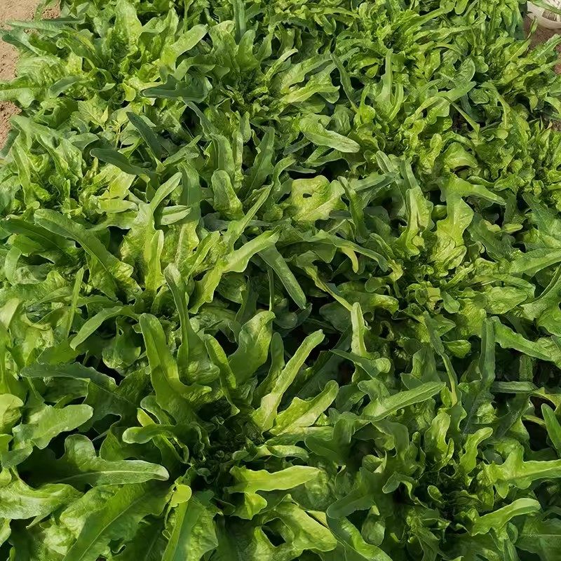 脆甜沙拉菜种子花丫甜唛菜花芽甜麦菜种子四季种植蔬菜种子叶类菜,淘宝优惠券,粉丝福利购,淘宝优惠卷