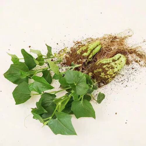 佛手瓜种瓜种苗种子带芽带苗发芽福寿瓜苗春季阳台庭院盆栽蔬菜苗 - 图2