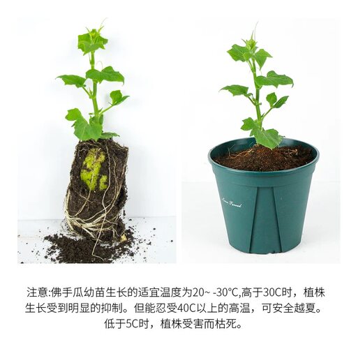 佛手瓜种瓜种苗种子带芽带苗发芽福寿瓜苗春季阳台庭院盆栽蔬菜苗 - 图3