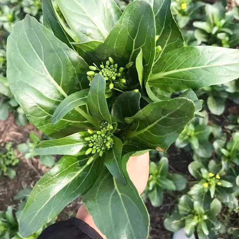 广东四季四九菜心种子种籽孑菜苔甜菜心菜种盆栽秋季菜籽