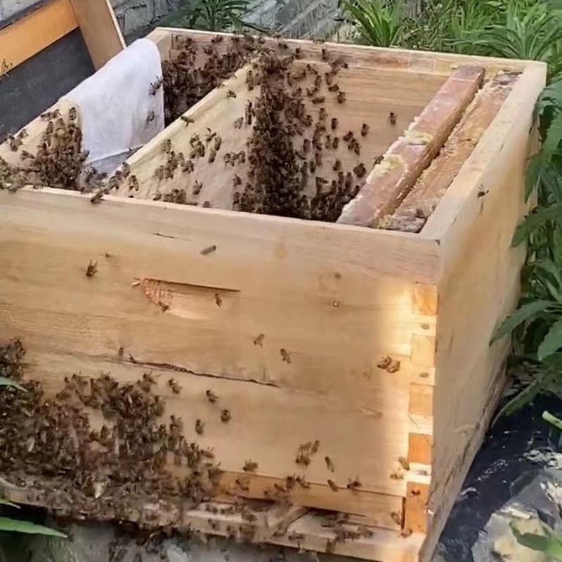 福建武夷山农家自然无添加正宗小蜜蜂中蜂百花纯正小罐装蜂蜜500g