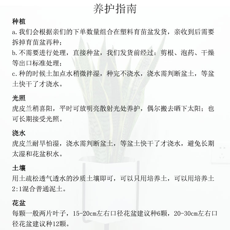 金边虎皮兰盆栽包邮阳台卧室客厅新房装修吸甲醛大虎尾兰绿植花卉 - 图2