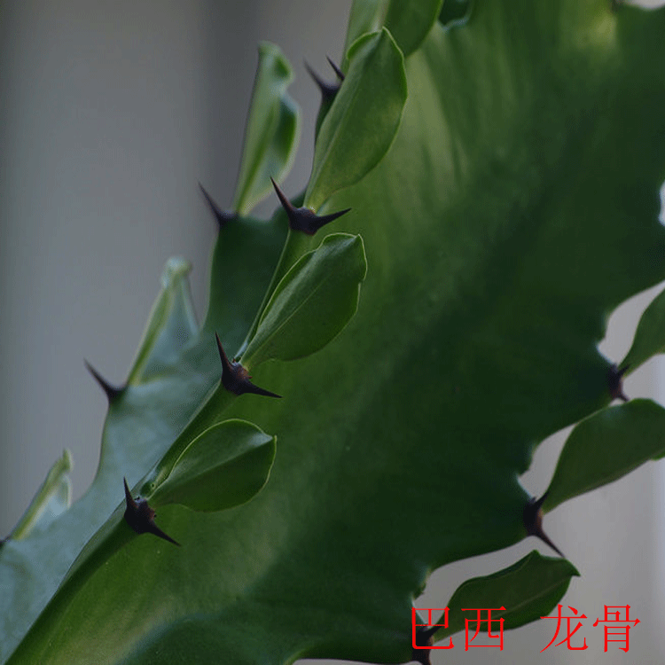 仙人掌多肉植物七彩龙骨青紫龙骨防辐射吸甲醛客厅室内花卉盆栽 - 图0