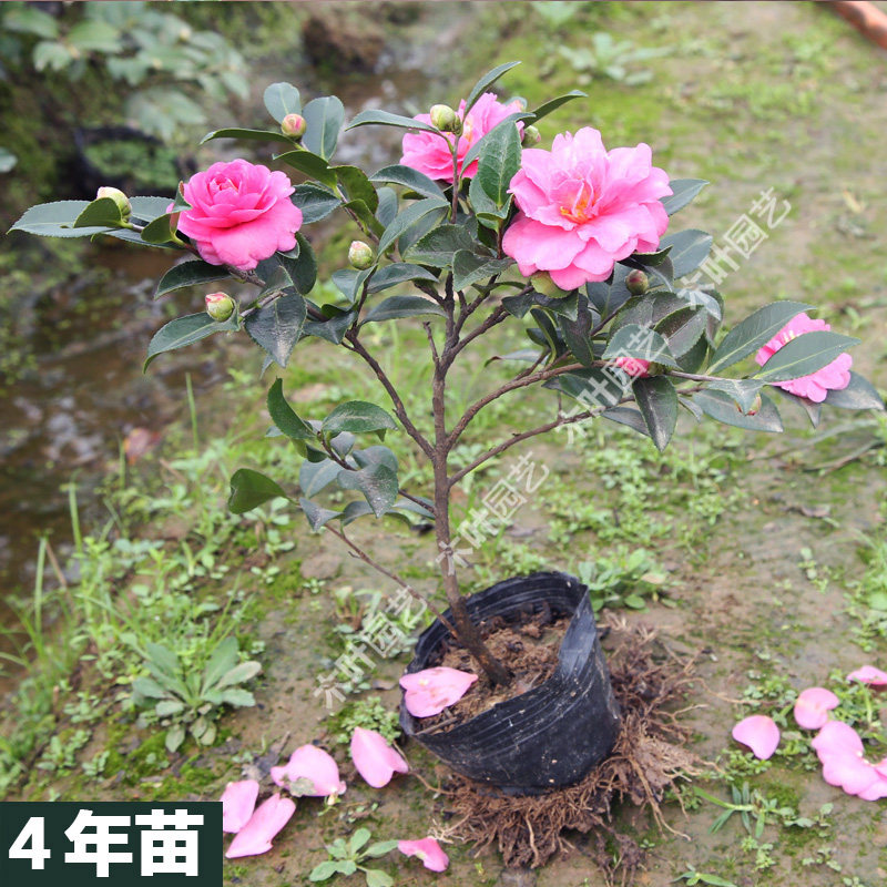 小玫瑰茶梅 山茶花树小苗品种盆栽花卉好养四季绿植物室外种庭院,淘宝优惠券,粉丝福利购,淘宝优惠卷