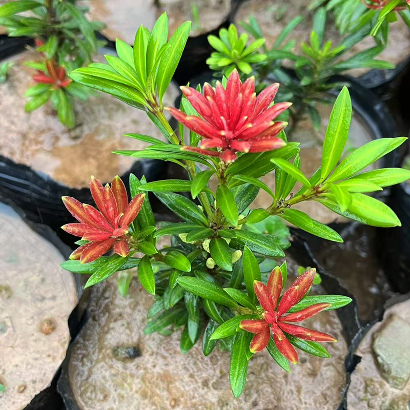 小红帽红宝石罗汉松树苗原生扦插杯苗绿植造型金彩松盆栽名贵树苗 - 图2