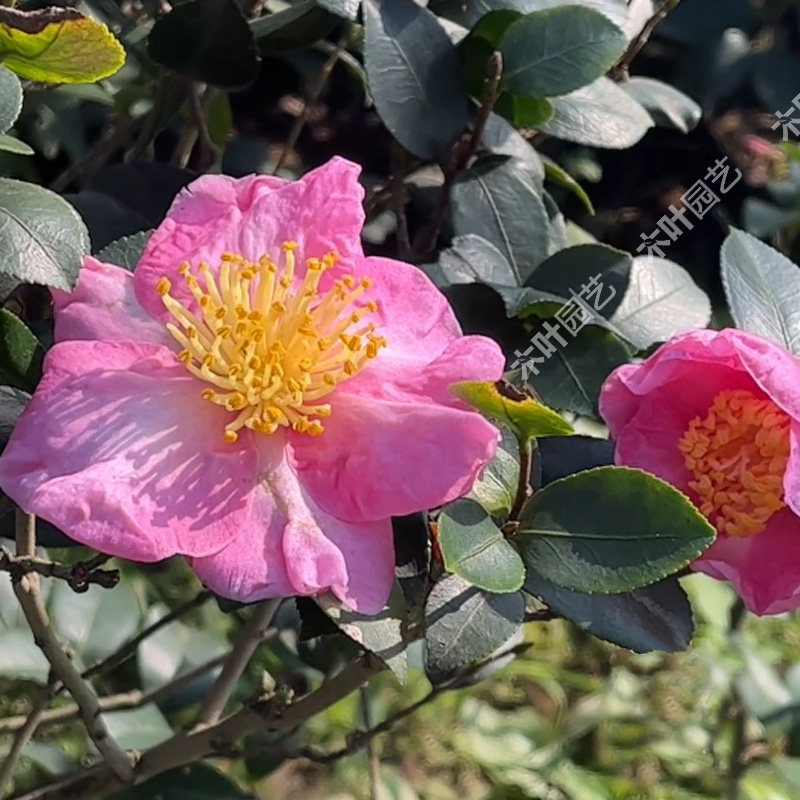 天女舞茶梅 山茶树小苗绿植盆栽原盆土名贵庭院室内外四季常绿,淘宝优惠券,粉丝福利购,淘宝优惠卷