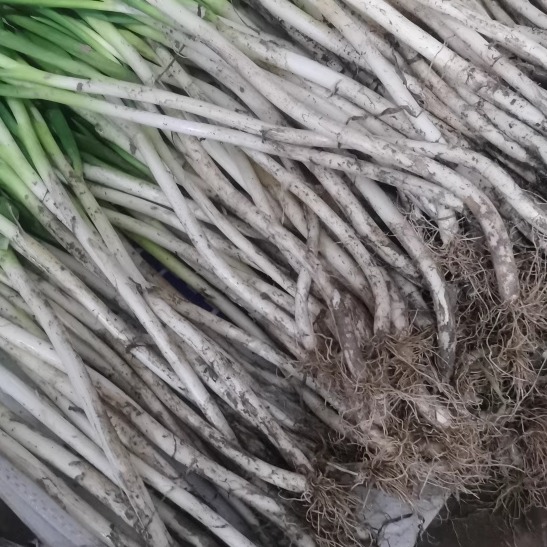 四川成都大葱偏细新鲜葱黄酒店饭店川菜炒菜大葱长白毛葱蘸酱嫩葱,淘宝优惠券,粉丝福利购,淘宝优惠卷