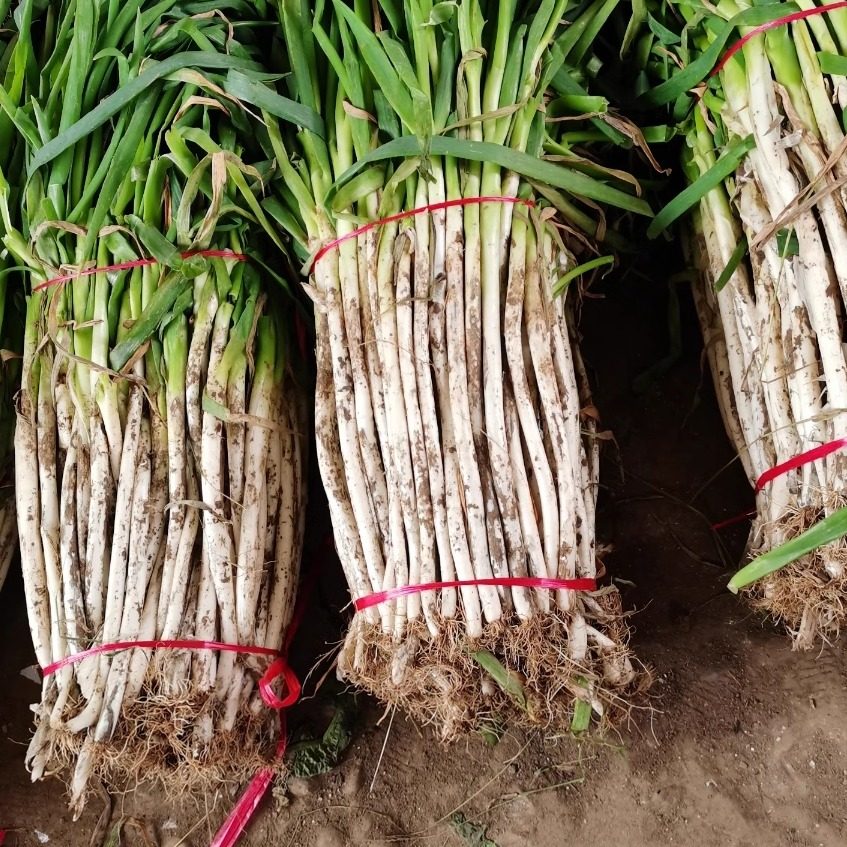 四川成都大葱偏细新鲜葱黄酒店饭店川菜炒菜大葱长白毛葱蘸酱嫩葱,淘宝优惠券,粉丝福利购,淘宝优惠卷